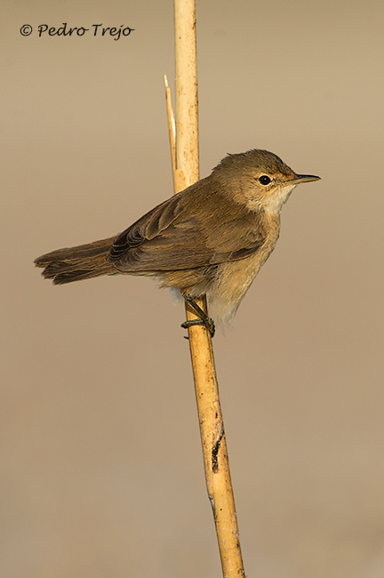 Carricero común (Accephaceus scirpaceus)